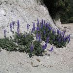 Lupinus formosus Hábito