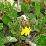 Dryas drummondii Blomst
