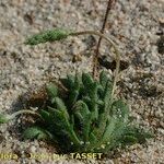 Plantago weldenii Habit