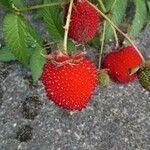 Rubus illecebrosus Fruit