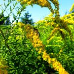 Solidago canadensis 花