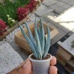 Dudleya densiflora Hoja