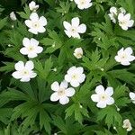 Anemone canadensis Кветка