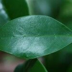 Coffea mauritiana Leaf