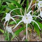 Hymenocallis liriosme Floare