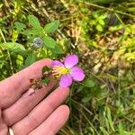 Rhexia virginica 花