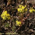 Aeonium spathulatum Alkat (teljes növény)