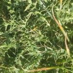 Cirsium acaulon Leaf