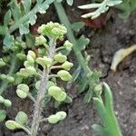 Lepidium didymum ফল