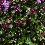 Thymus praecox List