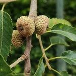 Quercus libani ഫലം