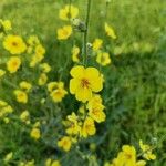 Verbascum sinuatum Žiedas