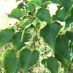 Tilia amurensis Leaf