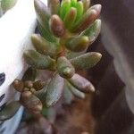 Sedum rubens Hoja
