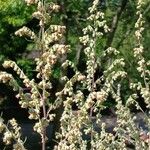 Artemisia vulgaris 花