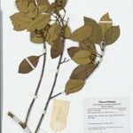 Calophyllum tetrapterum മറ്റ്