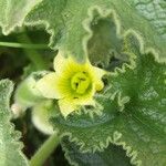 Ecballium elaterium Flower