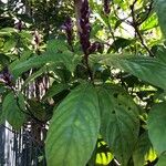 Phlogacanthus turgidus Leaf