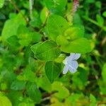 Barleria submollis Leaf