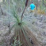 Xanthorrhoea johnsonii