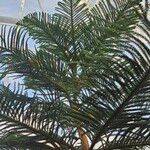 Araucaria columnaris Hábito