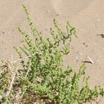 Salsola imbricata Habitus