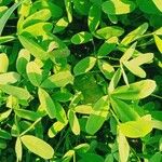 Trifolium alexandrinum Leaf