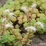 Sedum glaucophyllum Habitus