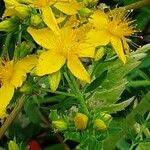 Hypericum perfoliatum Flor