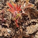 Sclerocarya birrea Leaf