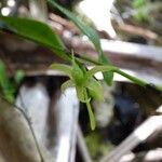 Angraecum calceolus फूल