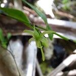 Angraecum calceolus Цвят