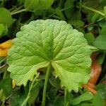 Centella asiatica Folha