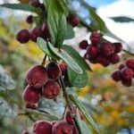 Cotoneaster integerrimus Gyümölcs