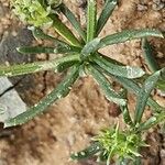 Pteranthus dichotomus Blad