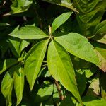 Parthenocissus inserta 葉