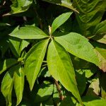 Parthenocissus inserta Folio