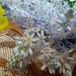 Camassia scilloides 花