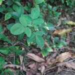 Oxalis barrelieri 葉