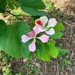 Bauhinia monandra 花