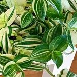 Tradescantia fluminensis Blad