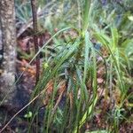 Dracophyllum longifolium Φύλλο
