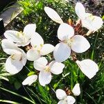 Libertia chilensis Blomst