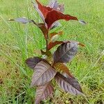 Alternanthera brasiliana Leaf