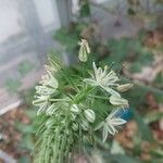 Albuca bracteata Flor