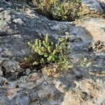 Hypericum ericoides Leaf