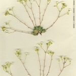 Saxifraga squarrosa Altul/Alta