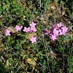 Centaurium erythraea Flower