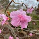 Rhododendron mucronulatum Flower