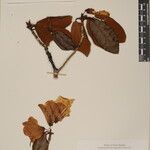 Rhododendron campanulatum Άλλα